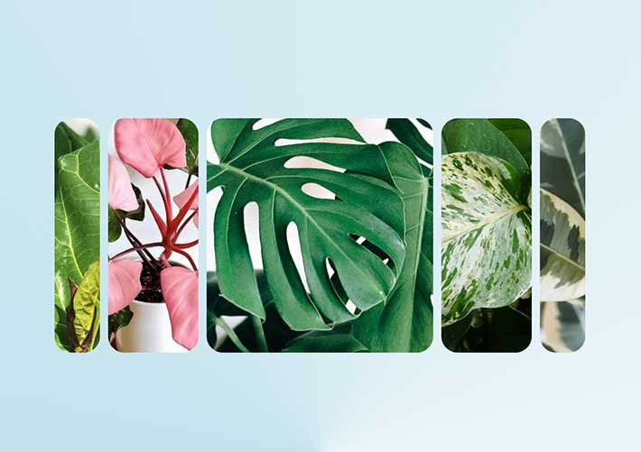 彈性動畫制作實用圖片展示網頁代碼素材模板